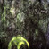 Cover: Apples & Milk - Master of Disguise (2007)