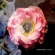 Cover: Kristin Hersh - Crooked (2010)
