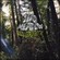 Old Growth - Dead Meadow (2008)
