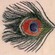 Cover: XTC - Homespun (1999)
